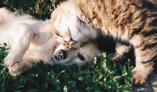 Imagem de um gato e um cão no gramado